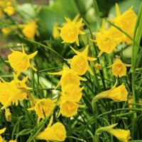Narcissus ´Golden Bells´