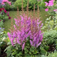 Astilba - Astilbe Arendsii ´Cattleya´ Co1L
