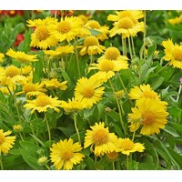 Delosperma Cooperi P12