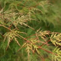 Javor dlaňolistý - Acer palmatum ´Emerald Lace´ - 60+cm