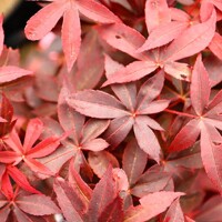 Javor dlaňolistý  - Acer palmatum 'Little Princess'  Co3L 30/40