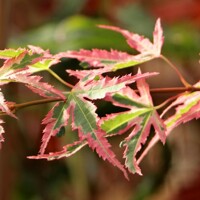 Javor dlaňolistý - Acer palmatum 'Orange Dream'  Co6L 50/60