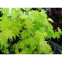 Javor japonský - Acer shirasawanum 'Jordan´ Co14L  100/125