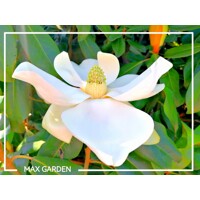 Magnólia veľkokvetá - Magnolia grandiflora ´Galissoniere´ Co5L 80/100