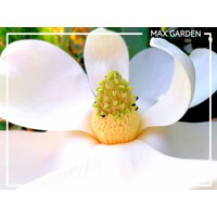 Magnólia veľkokvetá - Magnolia grandiflora ´Galissoniere´ Co5L 80/100