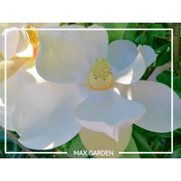 Magnólia veľkokvetá - Magnolia grandiflora ´Galissoniere´ Co5L 80/100