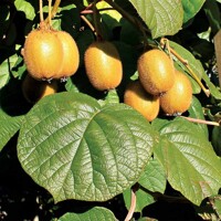 Actinidia deliciosa - Kiwi 'Jenny' Co3L 70/80 - samosprašná