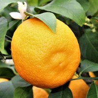 Citrónovník - CITRUS X LIMON  Co15L  1/2 kmeň