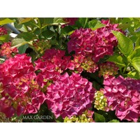Hortenzia kalinolistá - Hydrangea macrophylla 'Early Blue'® P14