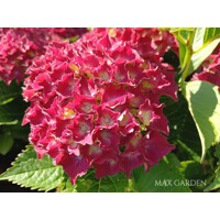 Hortenzia kalinolistá - Hydrangea macrophylla 'Early Blue'® P14