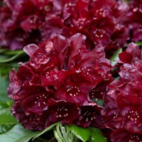 Rododendron 'Black Widow' – nakúpiť v záhradníctve MaxGarden