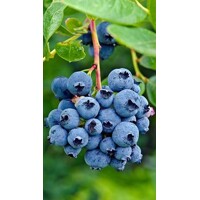 Kanadská čučoriedka - Vaccinium corymbosum ´Goldtraube 23´ Co2,5L 30/40
