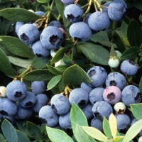 Kanadská čučoriedka - Vaccinium corymbosum ´Goldtraube 23´ Co2,5L 30/40