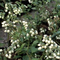 Kanadská čučoriedka - Vaccinium corymbosum ´Goldtraube 23´ Co2,5L 30/40