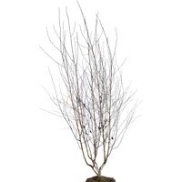 Betula utilis ´Jacquemontii´Co10L 125/150 - tvar viackmeň