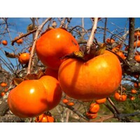 Ebenovník rajčiakový - Diospyros kaki - Hurmi Kaki  KM120