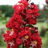 Myrta krepová červená - Lagerstroemia indica ´Rubra Magnifica´ Co25L - vysokokmeň