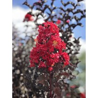 Myrta krepová červená - Lagerstroemia indica ´Rubra Magnifica´ Co25L - vysokokmeň