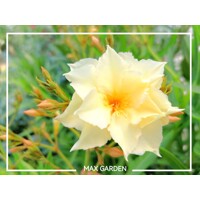 Oleander obyčajný  - Nerium oleander ´Luteum Plenum´ Co9L 60/80