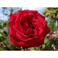 Ruža popínavá -voňavá - Rosa ´EDITH PIAF ®´ Co5L 180/200