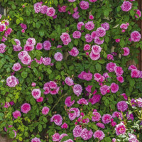 Ruža popínavá -voňavá - Rosa ´EDITH PIAF ®´ Co5L 180/200