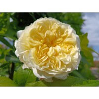 Ruža popínavá -voňavá - Rosa ´EDITH PIAF ®´ Co5L 180/200