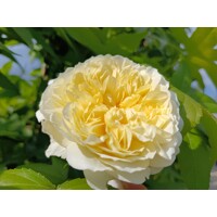 Ruža popínavá -voňavá - Rosa ´EDITH PIAF ®´ Co5L 180/200