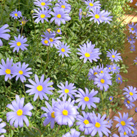 Felicia amelloides ´Felicitara Blue´