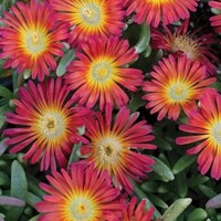 Delosperma Cooperi P12