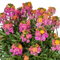 Erysimum linifolium ´Erysistible Magenta´ 