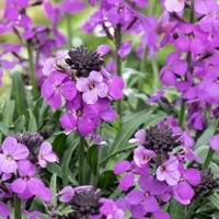 Erysimum linifolium ´Erysistible Magenta´ 