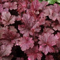 Heuchera ´Midnight Rose´