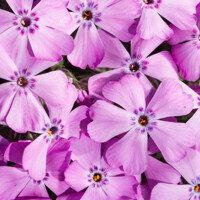 Flox šidlolistý - Phlox subulata