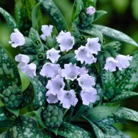 Pulmonaria saccharata ´Mrs. Moon´ P14