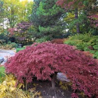 Javor dlaňolistý  - Acer palmatum 'Inaba Shidare' Co110L KM120