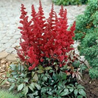 Astilba - Astilbe Arendsii ´Fanal´ Co1L