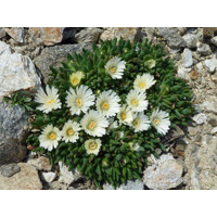 Delosperma White Nugget
