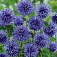 Ježibaba - Echinops bannaticus ´Blue Glow´
