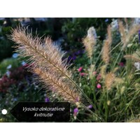 Perovec psiarkovitý  - Pennisetum alopecuroides P15