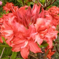 Azalka veľkokvetá - Azalea Knaphill ´Satan´