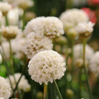 ARMERIA pseudarmeria 'Ballerina White'