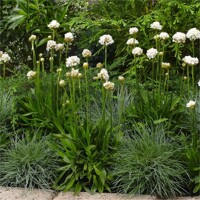 ARMERIA pseudarmeria 'Ballerina White'