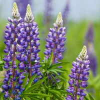 Lupínia mnoholistá - Lupinus polyphyllus ´Legendary Blue´ Co1,5L