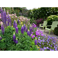 Lupínia mnoholistá - Lupinus polyphyllus ´Legendary Blue´ Co1,5L