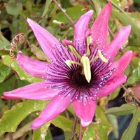Mučenka - Passiflora caerulea ´Boog´ Co2L