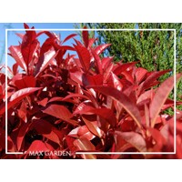 Červienka  - Photinia fraseri ´Carre Rouge´ Co2L 60/70