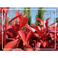 Červienka  - Photinia fraseri ´Carre Rouge´ Co2L 60/70