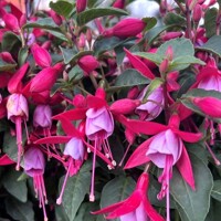 Fuchsia ´Tom Thumb´ Co2L