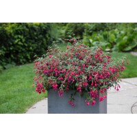 Fuchsia ´Tom Thumb´ Co2L