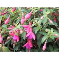 Fuchsia ´Tom Thumb´ Co2L